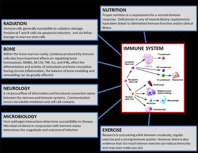 Immune System Dysregulation During Spaceflight: Potential Countermeasures for Deep <mark class="highlighted">Space Exploration</mark> Missions